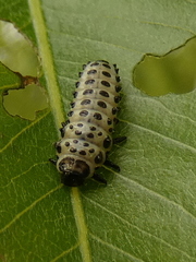 Chrysomela populi