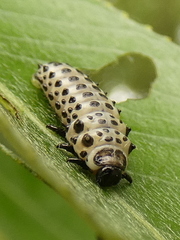 Chrysomela populi