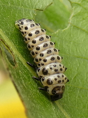 Chrysomela populi