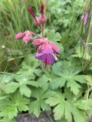 Geranium macrorrhizum
