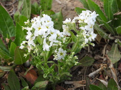 Tournefortia sibirica