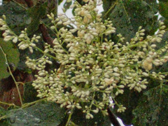 Dalbergia latifolia