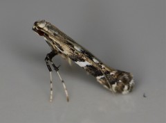 Acrocercops