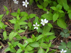 Pseudostellaria davidii
