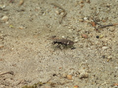 Cicindela gemmata