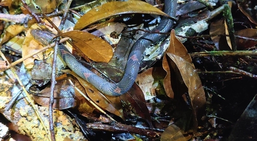Oligodon signatus observed 2026-02-05