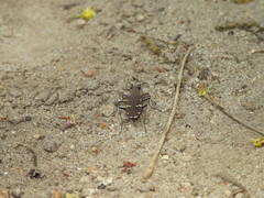 Cicindela gemmata