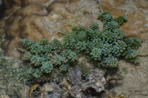 Caulerpa chemnitzia observed 2026-08-01