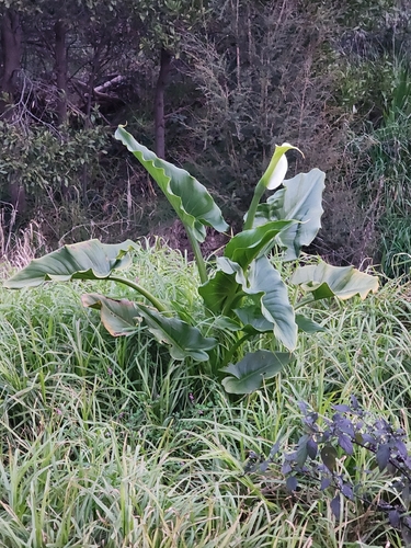calla lily