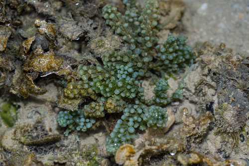 Caulerpa chemnitzia observed 2026-08-01