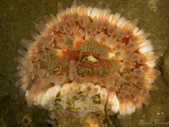 Urticina felina