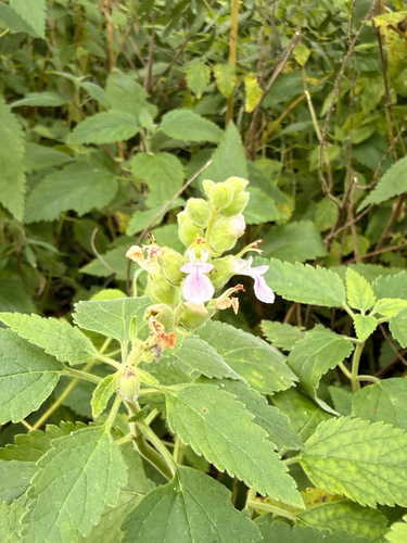 Teucrium vesicarium observed 2026-04-19