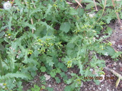 Senecio consanguineus