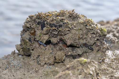 Hyotissa hyotis observed 2026-08-01