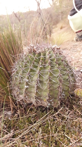 Acanthocalycium spiniflorum
