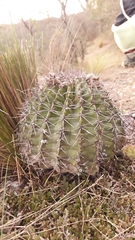 Acanthocalycium spiniflorum