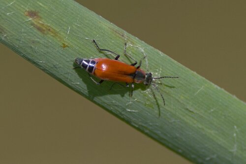 Red Malachite Beetle, Lutkemeerpolder, Amsterdam, Netherlands, photo 9 of 10