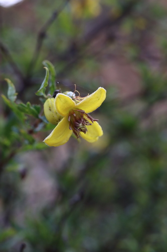 Clematis fruticosa