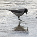 Hooded Crow - Photo (c) Sergey Yeliseev, some rights reserved (CC BY-NC-ND)
