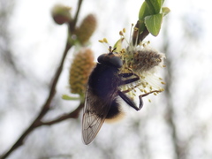 Criorhina ranunculi