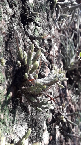Tillandsia minutiflora, photograph 1