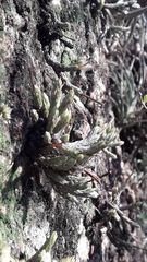 Tillandsia minutiflora