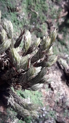 author not stated, no rights reserved Tillandsia minutiflora, photograph author not stated, no rights reserved
