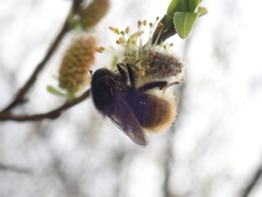 Criorhina ranunculi