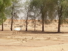 Oryx leucoryx