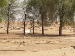 Oryx leucoryx