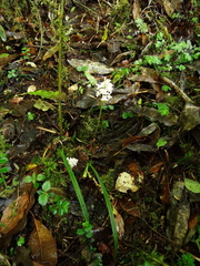 Oreorchis micrantha