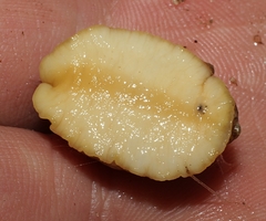 Testacella haliotidea
