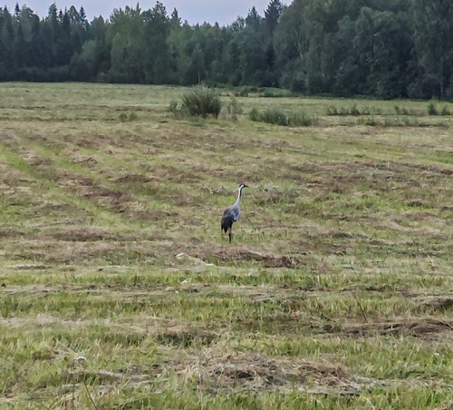 Common Crane