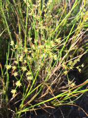 Juncus nodatus