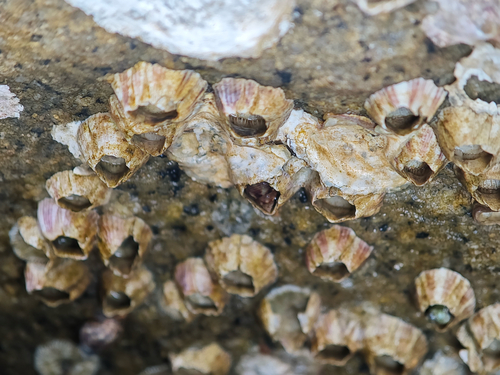 Striped Barnacle