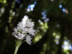 Oreorchis micrantha