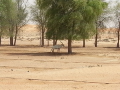 Oryx leucoryx