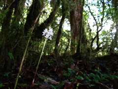 Oreorchis micrantha