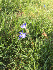 Scilla