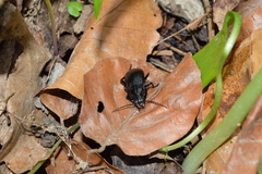 Abax parallelepipedus