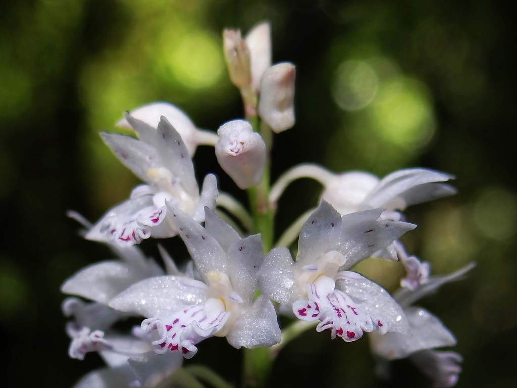 Oreorchis micrantha