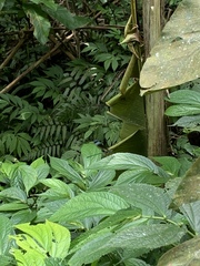 Psolodesmus mandarinus