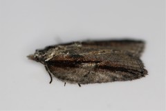 Acleris youngana
