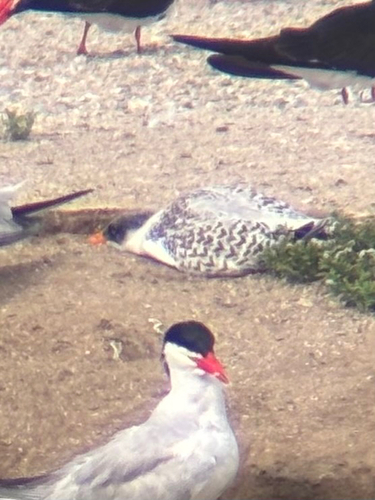 iNaturalist observation photo of Caspian Tern