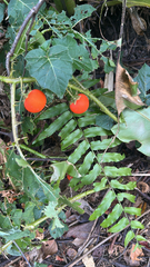 (c) Hannah Freedman, some rights reserved (CC BY) Solanum capsicoides, photograph (c) Hannah Freedman, some rights reserved (CC BY)