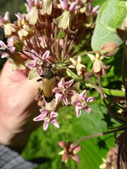 Trigonarthris proxima