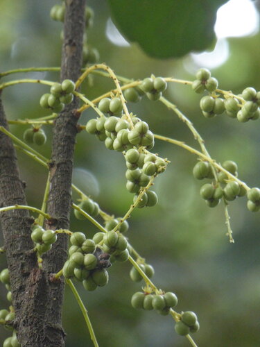 Agrostistachys observed 2026-07-28