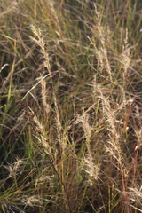 Aristida junciformis