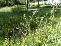 Centaurea melitensis