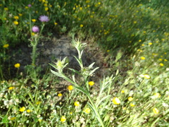 Centaurea melitensis